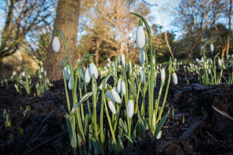 Ness Botanic Gardens